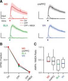 Subcellular Synaptic Connectivity Of Layer 2 Pyramidal Neurons In The