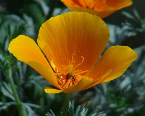 Eschscholtzia Californica Gardensonline