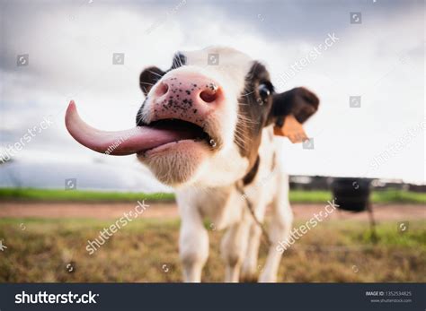 8,040 Cow Tongue Images, Stock Photos & Vectors | Shutterstock