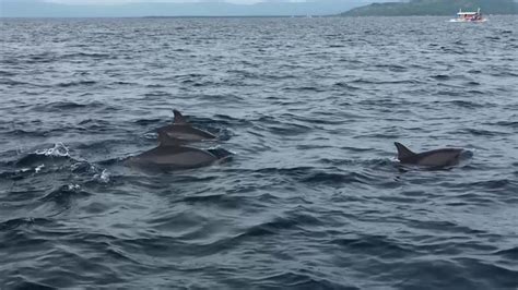 Bais Dolphin Watching And Manjuyod Sandbar Maldives Of Philippines