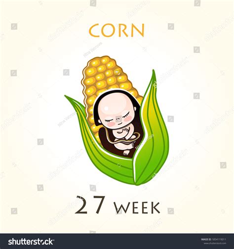 Stages Development Pregnancy Size Embryo Weeks Stock Vector (Royalty ...