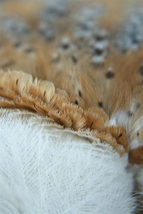 Barn Owl Feathers by OrangeGoat on DeviantArt