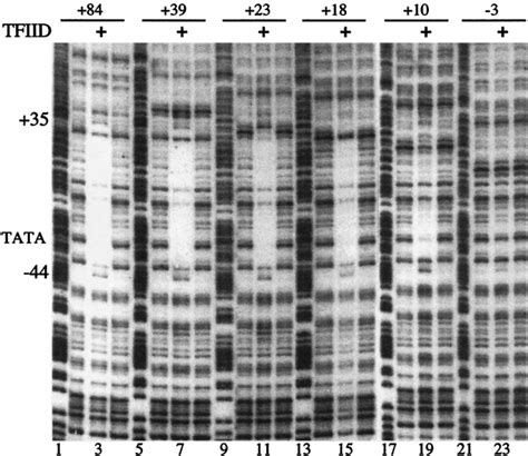 Dnase I Footprinting Analysis Of 3 Ј Deletions Bound To Immobilized