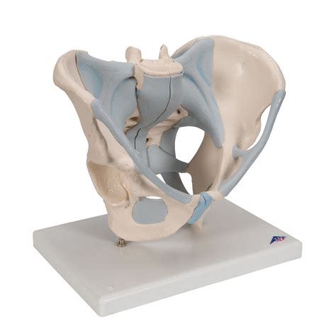 Human Male Pelvis Skeleton Model With Ligaments 2 Part 3B Smart