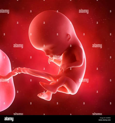 12 Weeks Fetus Hi Res Stock Photography And Images Alamy