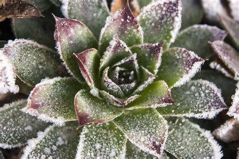 How to Grow Echeveria Succulents | Gardener's Path