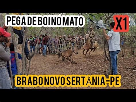 Drone Pega De Boi No Mato X Brabo Novo Sert Nia Pe Youtube