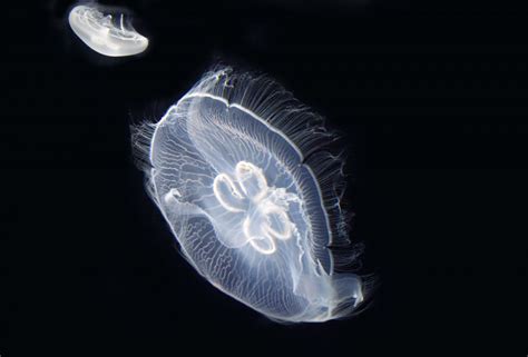 Fotos gratis agua Oceano ligero biología Medusa movimiento