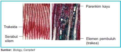 Struktur Dan Fungsi Jaringan Xilem Dan Floem Pada Tumbuhan Panduan