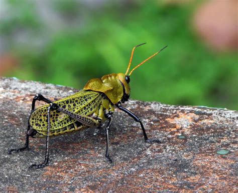 Grasshopper Wings Stock Photos, Pictures & Royalty-Free Images - iStock