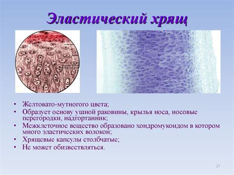 Хрящевая ткань - презентация онлайн