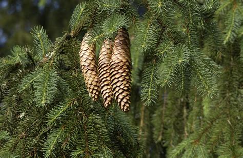 Picea Abies Common Spruce Norway Spruce Van Den Berk Nurseries