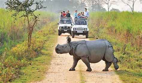 Wildlife Safari in India | Top 10 Wildlife Safari Park in India