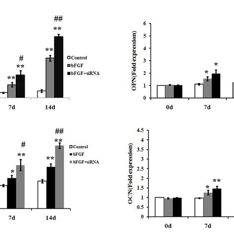 Osteogenic Gene Expression During Msc Differentaition Higher Levels Of