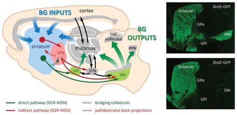 Balancing The Basal Ganglia Circuitry A Possible New Role For Dopamine