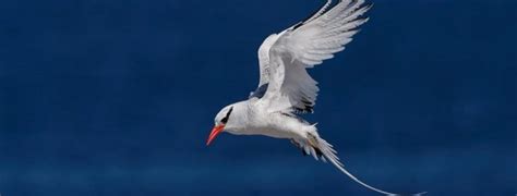 Best 20 Tropicbird Facts, Size, Weight, Wingspan