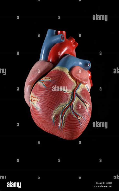 Cuore Umano Anatomico Immagini E Fotografie Stock Ad Alta Risoluzione