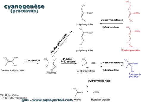 Cyanogenèse définition et explications