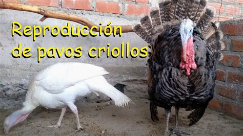 Reproduccion De Pavos Criollos 2023 Aves De Corral Youtube