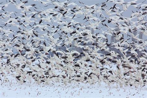 Snow Geese Flock Snow Goose, Avian, Nature Photographs, Amazing Nature, Flocking, Jeremy, How To ...