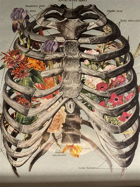 Biotensegrity – Integrated Health Course