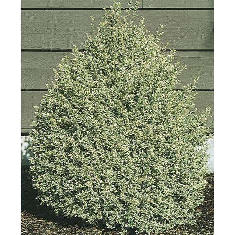 1 Gallon White Variegated Boxwood Foundationhedge Shrub In Pot L10824