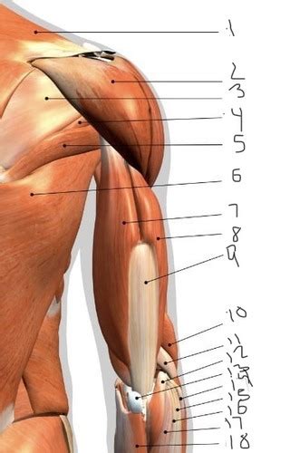 Upper Extremity Muscles Flashcards Quizlet