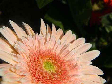 Free Images Leaf Petal Botany Flora Close Up Gerbera Floristry