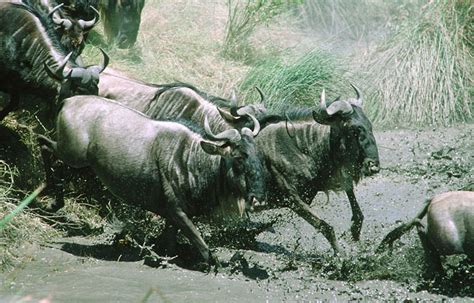 Safari En Tanzanie La Grande Migration Des Gnous Les Plus Beaux Lodges