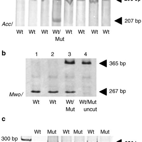 Electrophoretic Pattern For Tpmt Alleles Wt Wild Type Mut Mutant Download Scientific