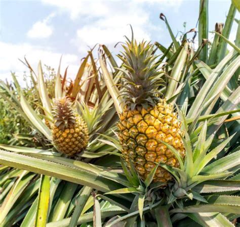 What Do Pineapples Grow On Do Pineapples Grow On Trees How Do You