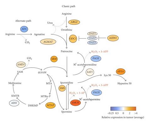 Classic Path Of Polyamine Metabolism Consists Of The Following 1