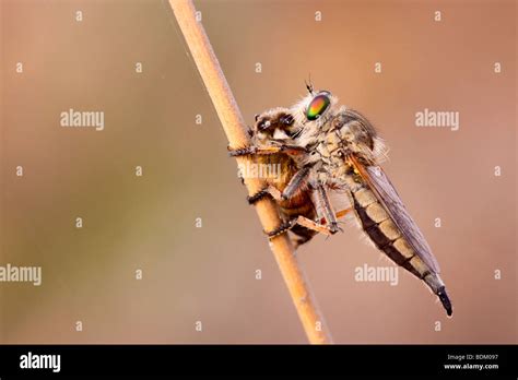 Robber Fly Asilidae Feeds Off A Captured Honey Bee By Sucking Out The