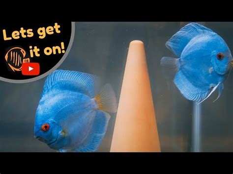 How To Breed Discus Fish Successfully Aquatic Videos