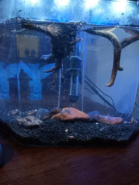 5 Gallon Low Tech Betta Tank The Planted Tank Forum