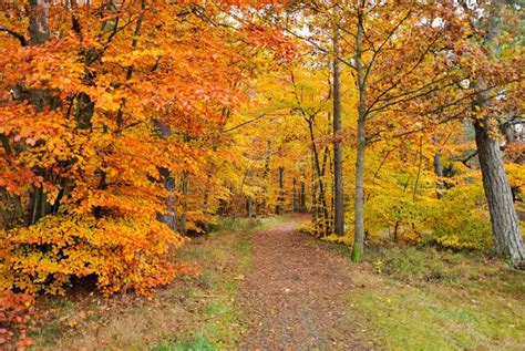 Late autumn stock photo. Image of secret, seasonal, pathway - 11882270