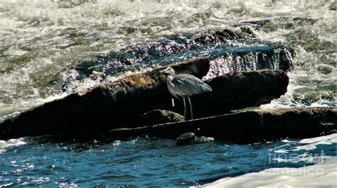 Great Blue Heron On Water Washed Rock Slabs St Joseph River Indiana