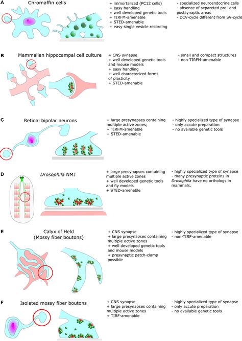 Neuron Synapse Microscope