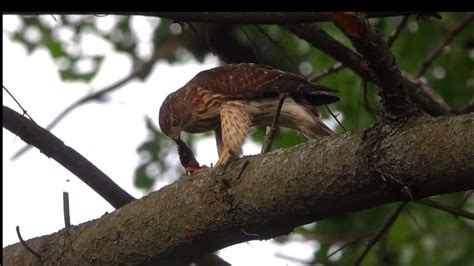 Cooper S Hawk Eating A Vole Youtube