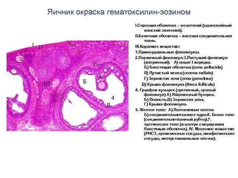 Морфология органов женской половой системы -1 Препарат яичник