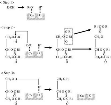 Transesterification reaction mechanism[16] | Download Scientific Diagram