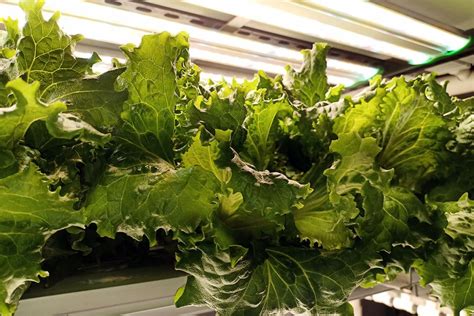 Cubic Farming The Pros And Cons Pure Greens Container Farms