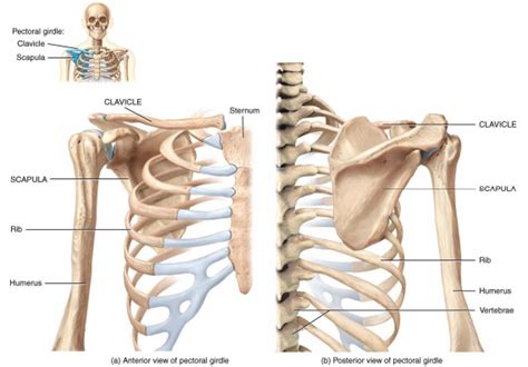 Lab 4 The Pectoral Shoulder Girdle Diagram Quizlet