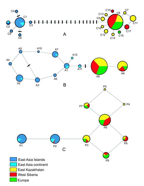 Median Joining Networks Median Joining Networks Connecting Haplotypes