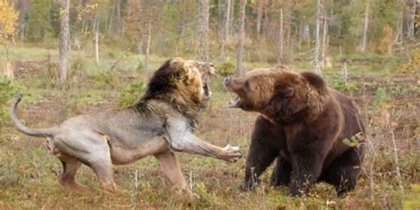 La Bataille De L Ours Et Du Lion Qui Est Plus Fort Que Les B Tes