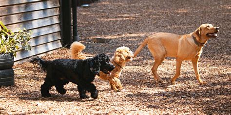 DOGGY DAYCARE | K9 King