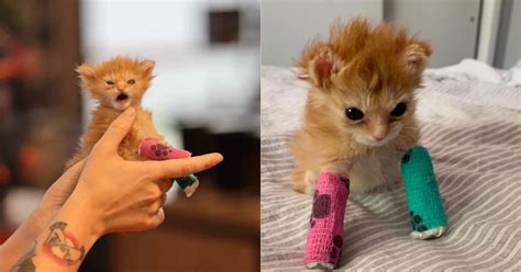 Meet Tater Tot the Newborn, the Internet's Favorite Foster Kitty