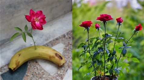 Rose Cutting Grow Using Banana Banana As Rooting Hormone Easy To