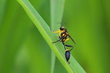 Sceliphron Fistularium Gliniarz Ornamentowy Insektarium