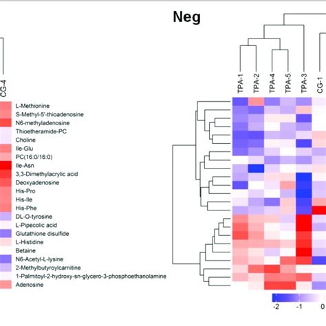 Hierarchical Clustering Of Differential Metabolites In Tpa Treated B